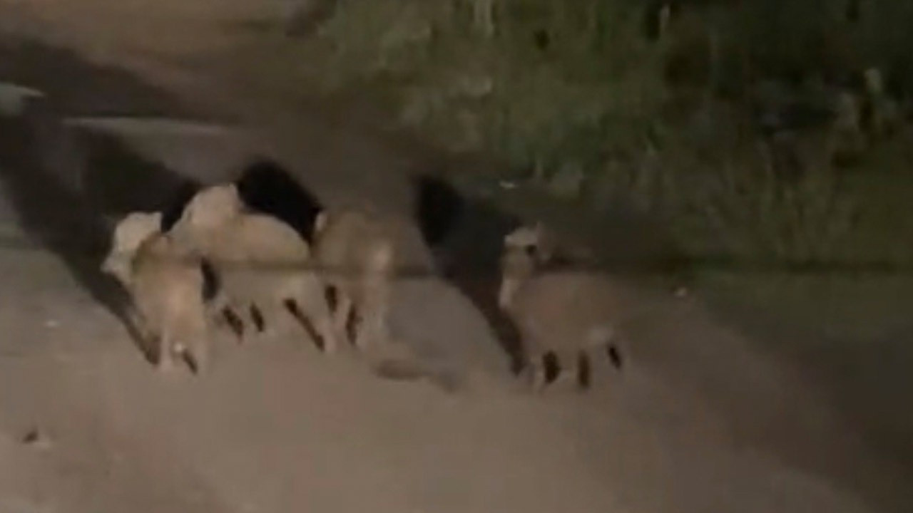 Elazığ'da gece saatlerinde bir anda belirdiler! 1 tane değil en az 5 tane vardı