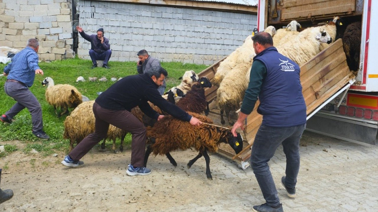 Erzincan’da 100'den fazla koyunun hareketi başladı! Çobanlar beklemedikleri sürprizle karşılaştı