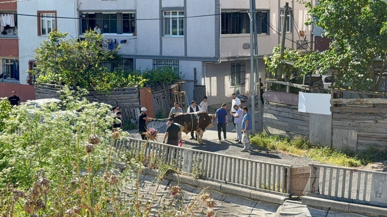 İstanbul'da kaçak kurban kesenler affedilmedi! Ceza yağdı