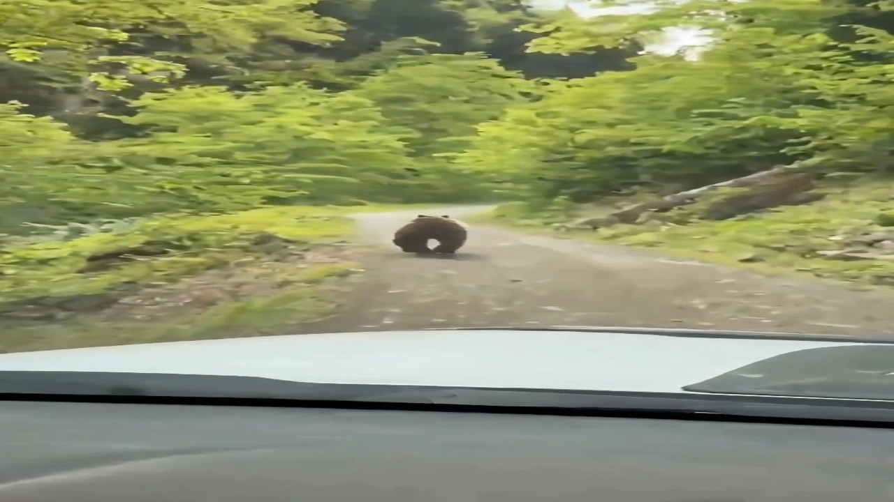 Artvin'de ormanlık alanda 1 tanesi aniden sürücünün önünde belirdi