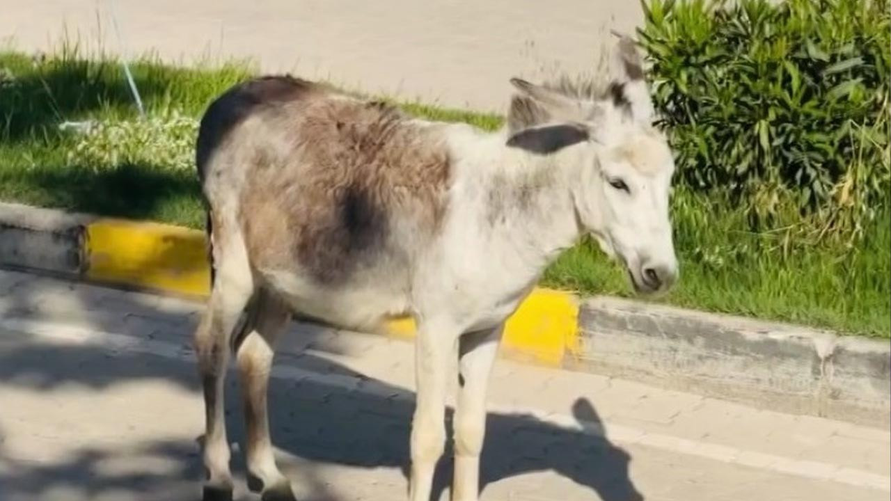 Dakikalarca kıpırdamadı! Başıboş eşek trafiği kilitledi, sürücüler ne yapacağını şaşırdı