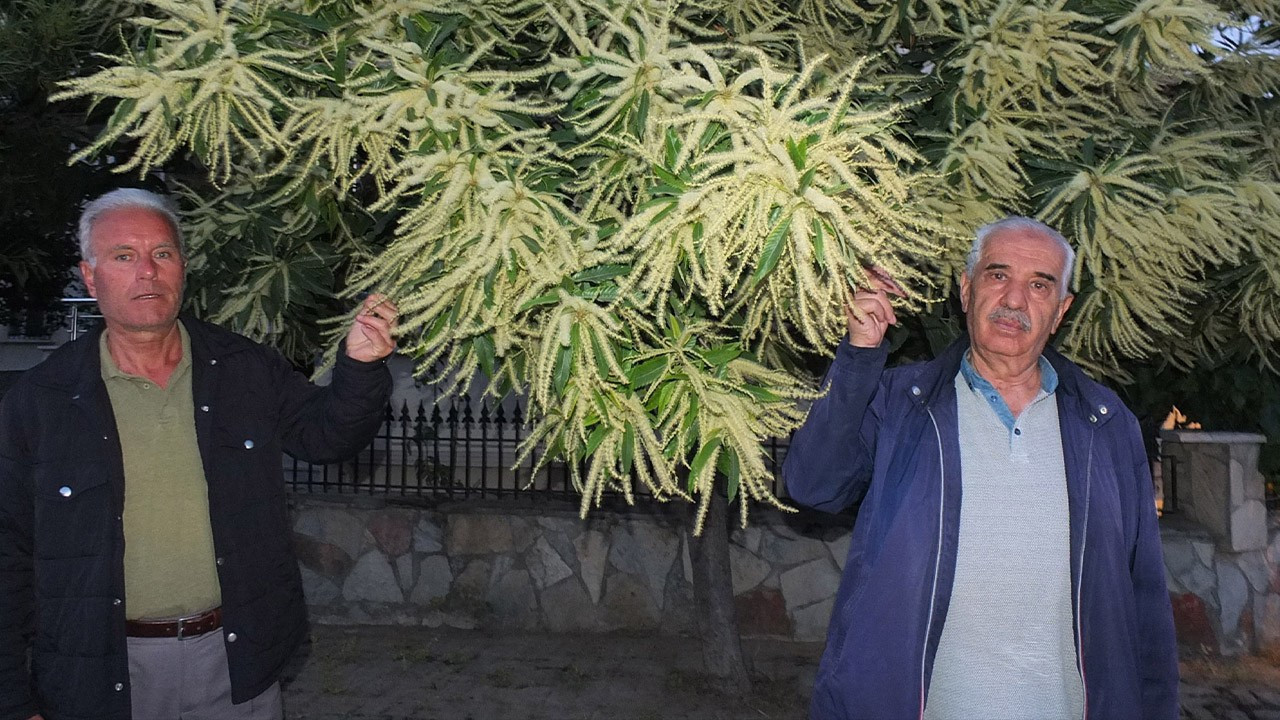 Burhaniye’ye 9 kilometre uzaktaki kestane ağaçlarında flaş gelişme! Koku tüm ilçeyi sardı