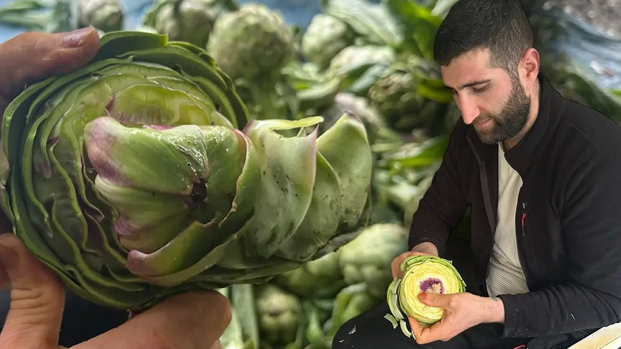 Enginar soyuculuğu altın meslek oldu! Aylık kazancı birçok m