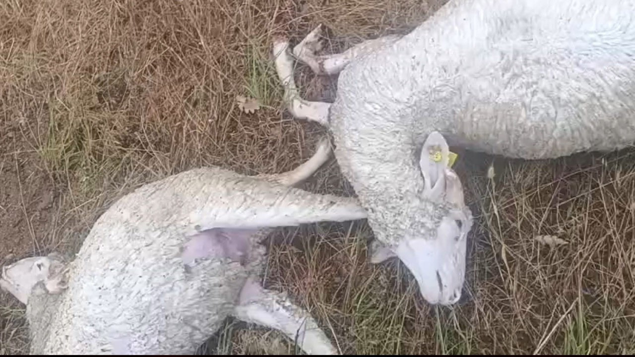 Kırklareli'nden kötü haber! 10'larca koyun boynu kırılarak t