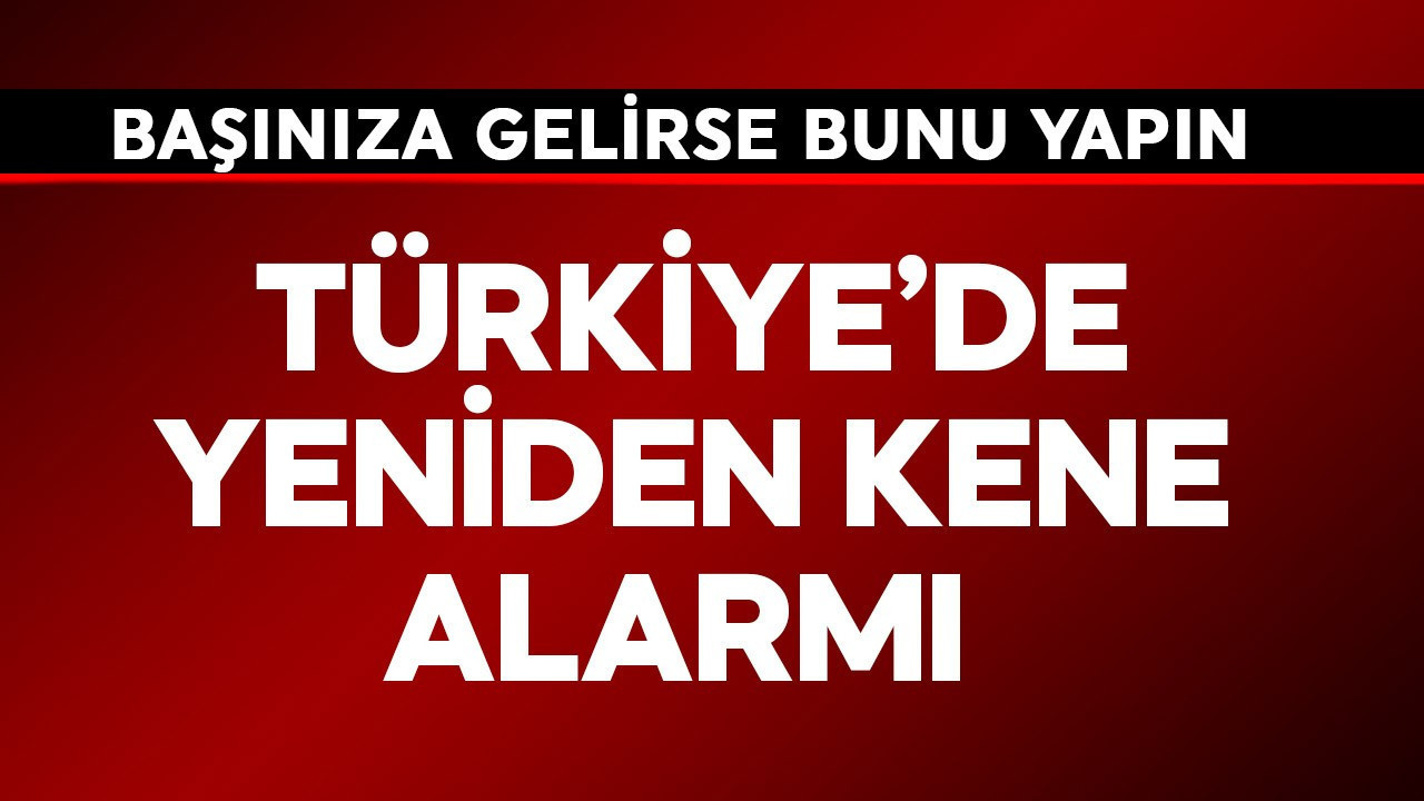 Türkiye'de kene alarmı! Başınıza gelirse hemen  bunu yapın