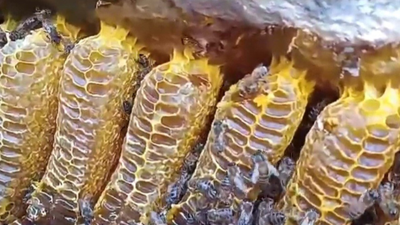 Bingöl'de kayalıkların arasından çıktı! 10'larca kilo vardı