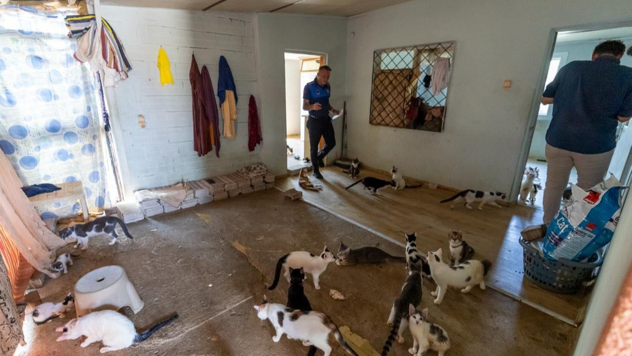 Mersin'de akılalmaz olay! Kapıyı açtılar şoke oldular: Evden onlarca kedi çıktı
