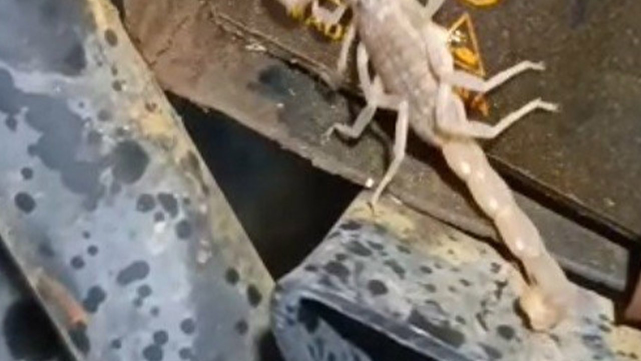 Malatya'da tamir için getirilen motosikletin içinden çıktı! Hayvanı görünce neye uğradığını bilemedi