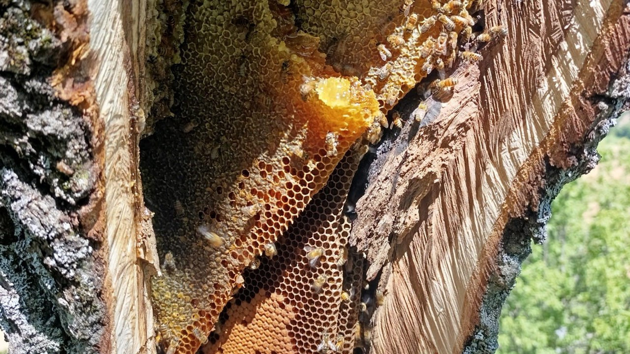 Elazığ'da ağaç kovuğundan 5'er 5'er kilo ile çıktı! Görenler şaşırdı