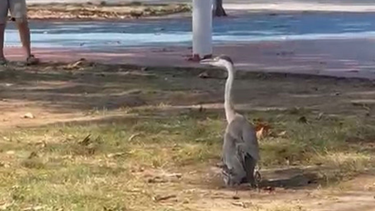 Sinop'ta 1 tanesi parkta ortaya çıktı! Vatandaşlar ilk kez görünce şaşırdı