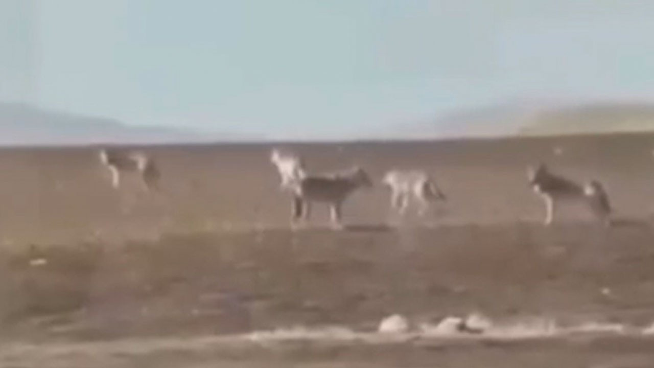 Sivas'ta en az 5 tanesi sürü halinde ortaya çıktı! Köy halkı tedirgin oldu
