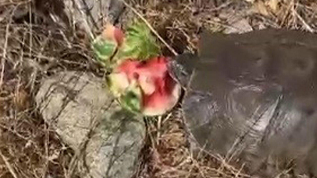 Tunceli'de susuz kalan hayvana su olmadan böyle müdahale etti! Helal olsun sana