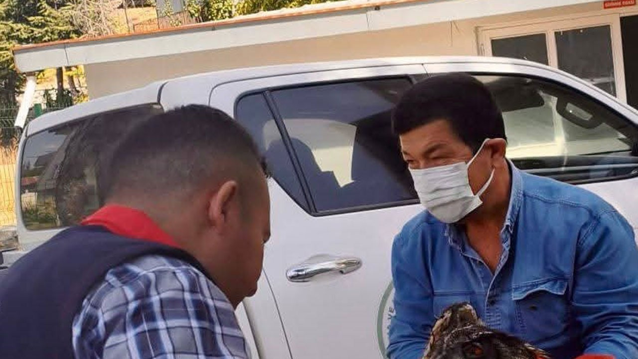 Afyonkarahisar’da doğada yaralı halde bulundu! 1 tanesi bile artık çok değerli