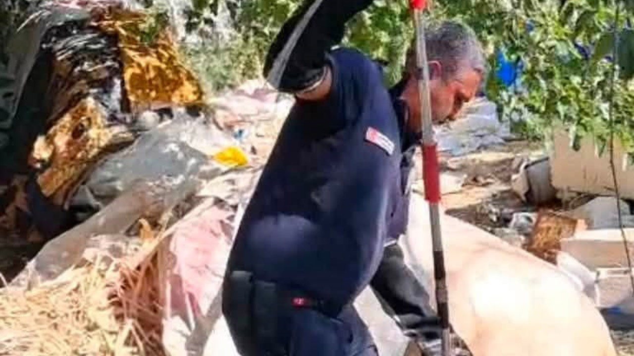 Hatay'da evin bahçesinden çıktı! Tam 2 metre boyuyla panik yaptırdı