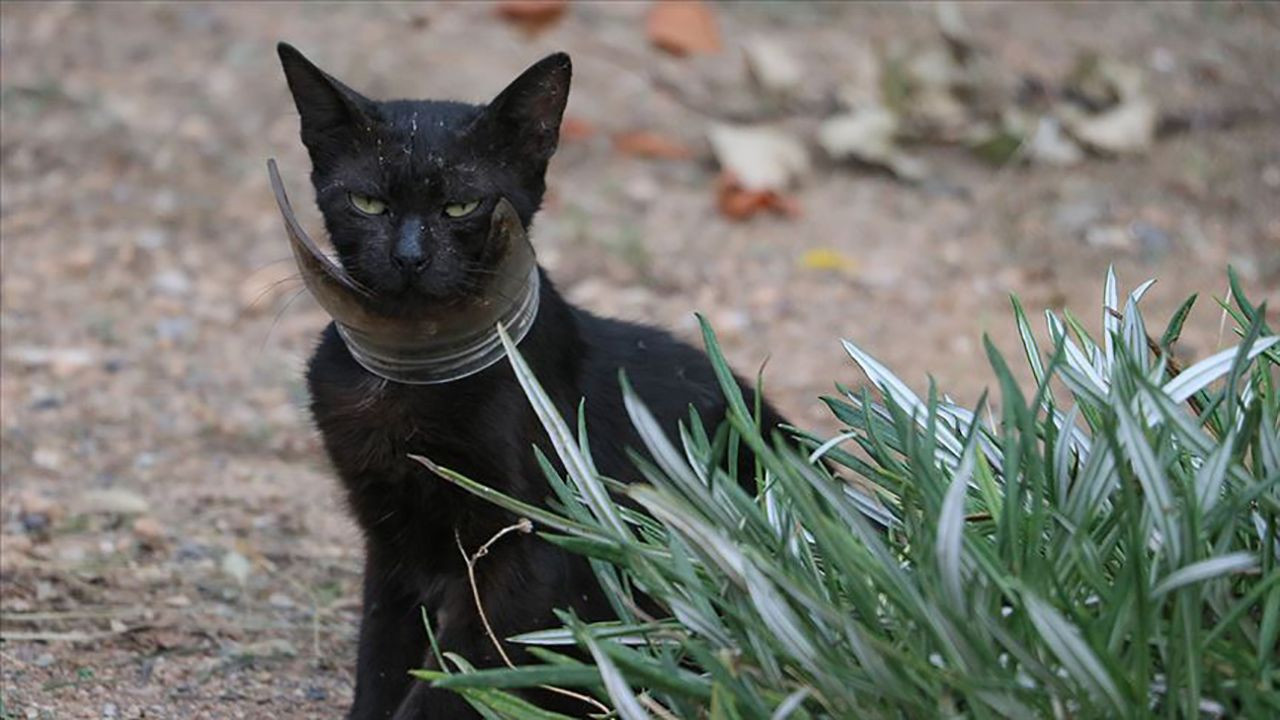 Kavanoza sıkışan kedi kurtarıldı! - Resim: 1