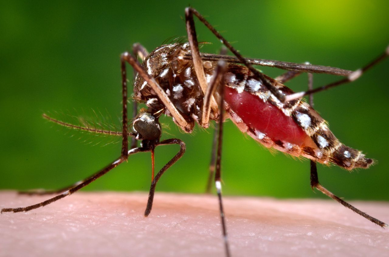 Zika virüsü bulaştıran Aedes sivrisineği İstanbul'da görüldü! Zika virüsü bebek ölümlerine sebep oluyor! Aedes sivrisineği zararları neler? - Resim: 1