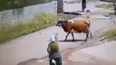 Sürüden ayrılan ineğin korkunç sonu...