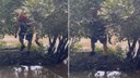 Göletin kenarındaki ağaç dallarında çırpındı