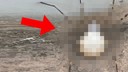 Zehirli örümcek bu sefer Elazığ'da