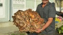 Ormanın içinde bulundu, tam 40 kilo!