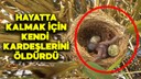 Hayatta kalmak için kardeşlerini öldürdü