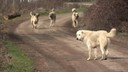 Ankara Valiliği'nden sahipsiz köpek kararı!