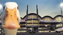 Sabiha Gökçen Havalimanı'nda ördek alarmı