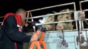 Kurbanlık hayvanlar İstanbul'a girmeye başladı!