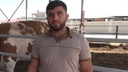 1 ton 400 kiloluk boğa 420 bin TL değerinde