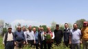 Şakayık çiçeği hasadı başladı