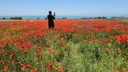 Bitlis'te gelincik güzelliği