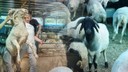 Biri ‘ahırın süsü' diğeri 'pazarın gözdesi'