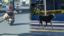 İstanbul'da Kurban Bayramı'ndan ilginç görüntüler