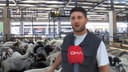 Bordo-Mavi boynuzlu koçlar pazarda ilgi odağı oldu