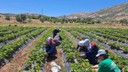 Kadın çiftçilere eğitim ve destek
