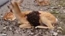 Yaralı ceylana yardım ettiler