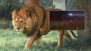 Antalya’da aslan alarmı!
