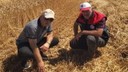 Düzce’de hasat mesaisi sürüyor