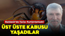 Balıkesir'de yaban arısı facisı!
