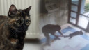 Cezve'yi vahşice katleden cani gözaltında