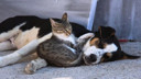 Uzmanından kedi ya da köpek tüyü açıklaması!