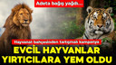 Evcil hayvanlar yırtıcılara yem oluyor!
