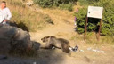 Ayı, kucağında bebek varken sadırdı!
