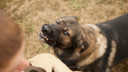 Valilikten sahipsiz sokak köpekleri açıklaması!