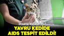 Yavru kedide AIDS tespit edildi!
