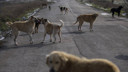 İçişleri’nden ‘sokak köpekleri’ hamlesi!
