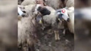 Şanlıurfa'da ürküten manzara