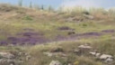 Sivas'ta patates üreticilerinin büyük kabusu!
