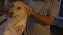 Hayvansever kadın köpeği kurtardı
