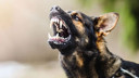 O ilde 52 bin başıboş köpek tamamen toplandı